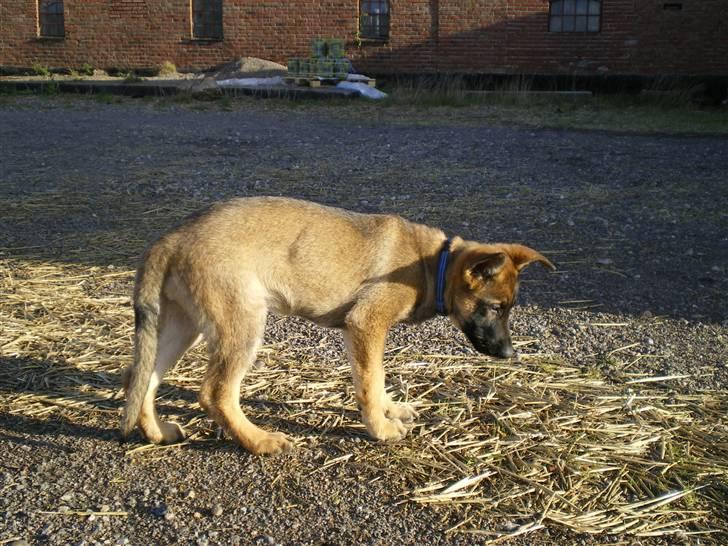 Schæferhund Cartagena Hollie billede 4