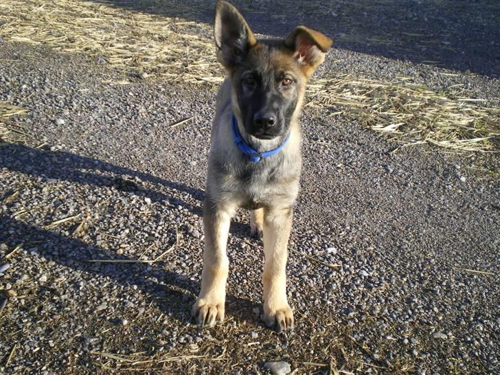 Schæferhund Cartagena Hollie billede 5