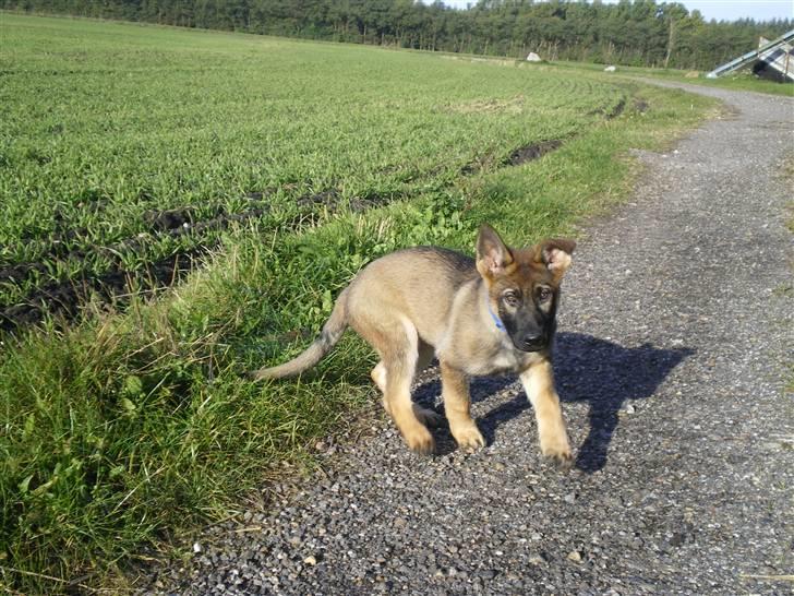 Schæferhund Cartagena Hollie billede 6