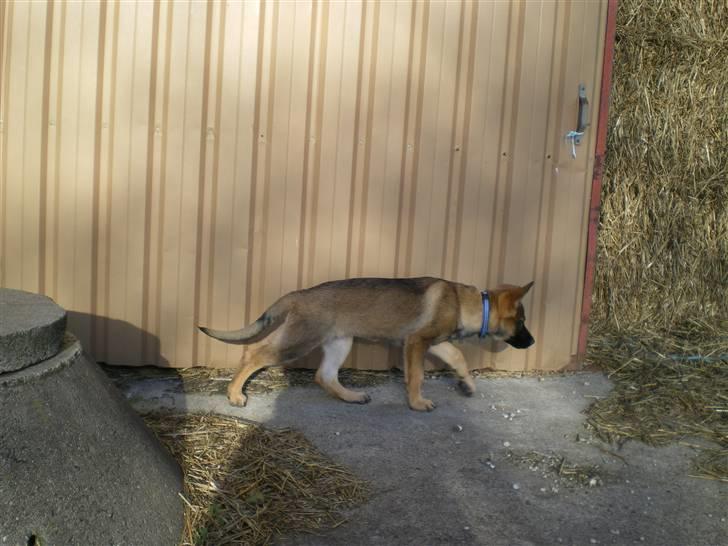 Schæferhund Cartagena Hollie billede 7