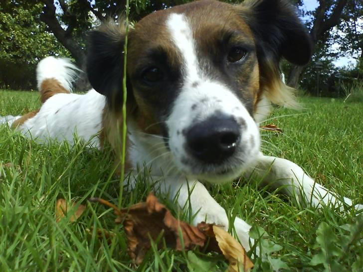 Dansk svensk gaardhund Jackie - Prut fisen <3 billede 12