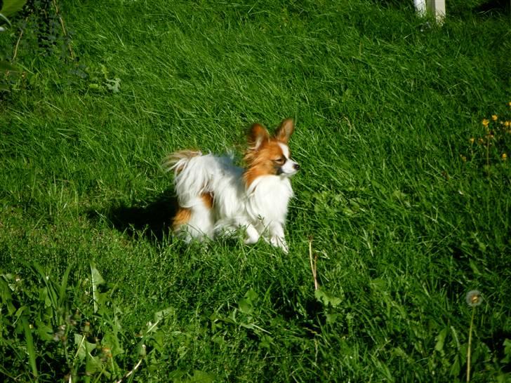 Papillon Swettie - 11 mdr. billede 8