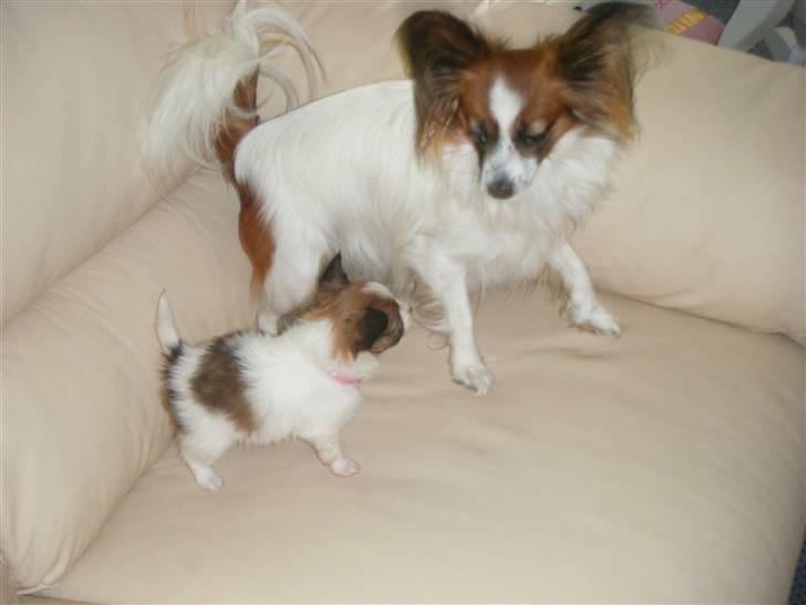 Papillon Swettie - Cuitie og Sweetie, 4 enhalv uge billede 9