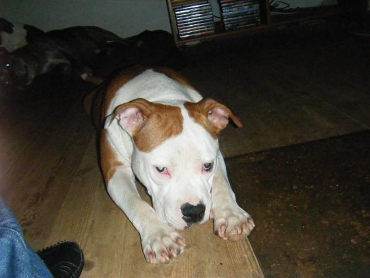 Amerikansk staffordshire terrier Tatar's Incy billede 6