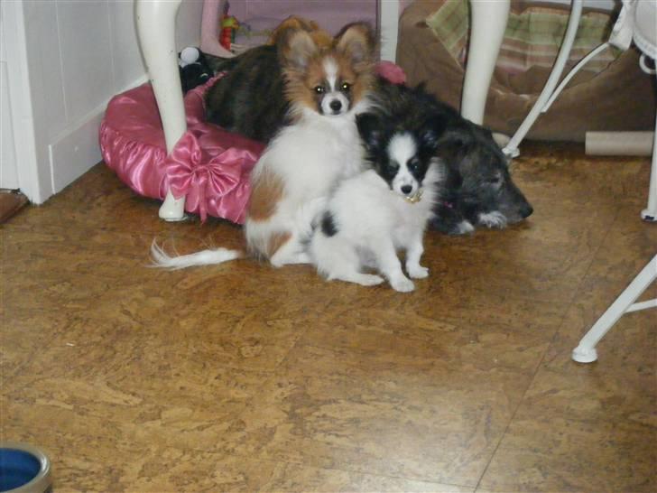 Papillon Swettie - Swettie 5 mdr. Arthur 2 mdr. Betty 11 år. billede 10