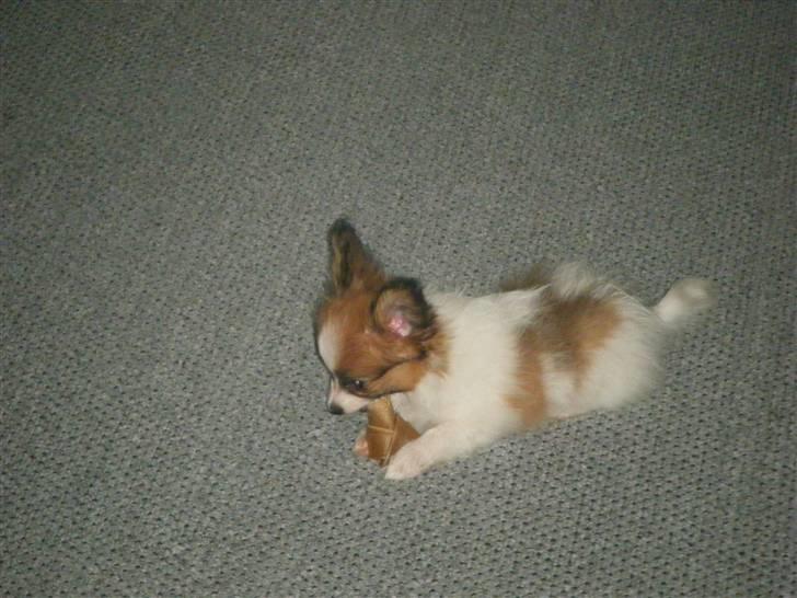 Papillon Swettie - 9 enhalv uge billede 11