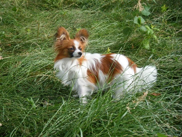 Papillon Swettie - 10 mdr. billede 12