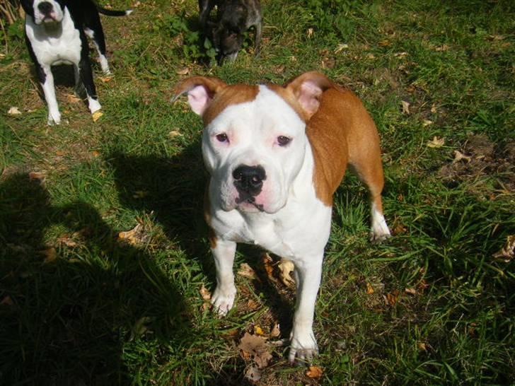 Amerikansk staffordshire terrier Tatar's Incy billede 7