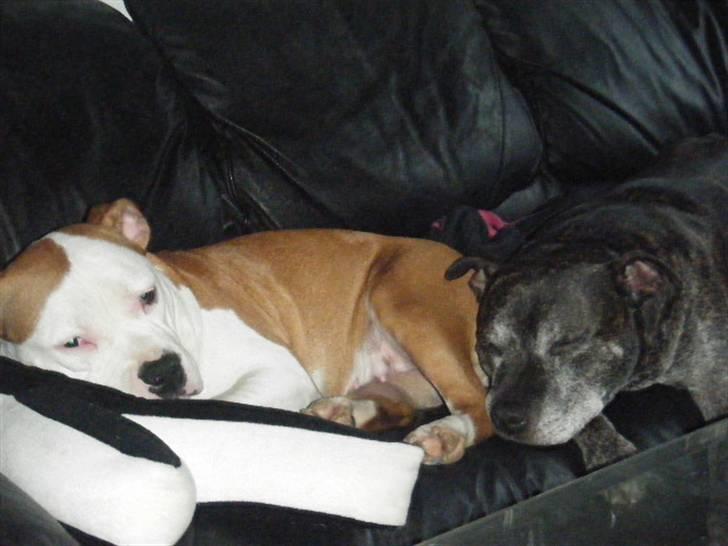 Amerikansk staffordshire terrier Tatar's Incy billede 8