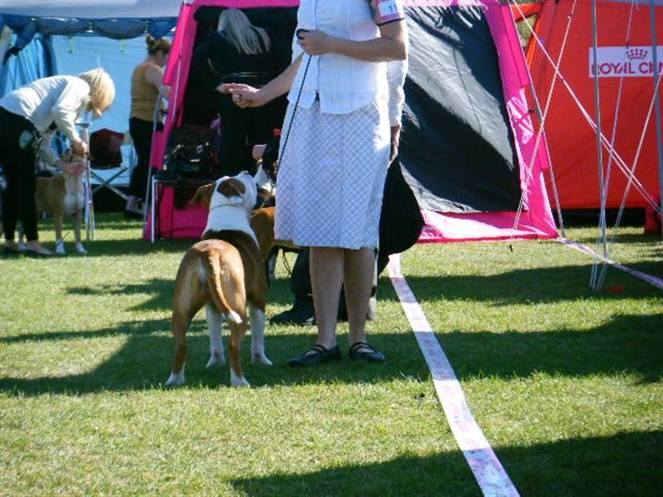 Amerikansk staffordshire terrier Tatar's Incy billede 9