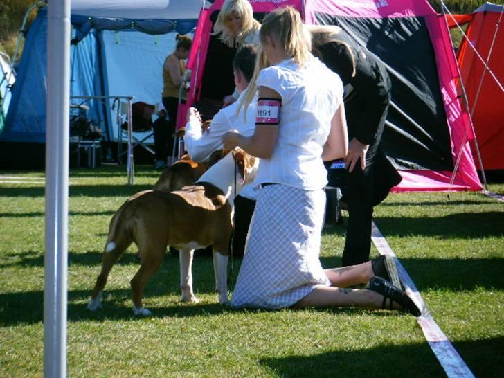 Amerikansk staffordshire terrier Tatar's Incy billede 10