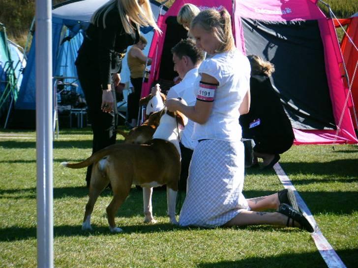 Amerikansk staffordshire terrier Tatar's Incy billede 11