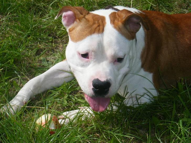 Amerikansk staffordshire terrier Tatar's Incy billede 12