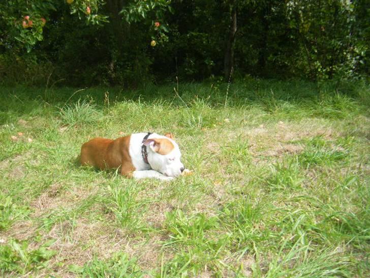 Amerikansk staffordshire terrier Tatar's Incy billede 13