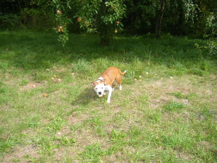 Amerikansk staffordshire terrier Tatar's Incy billede 14