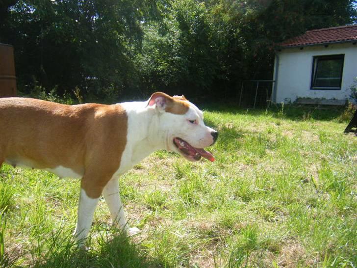 Amerikansk staffordshire terrier Tatar's Incy billede 15