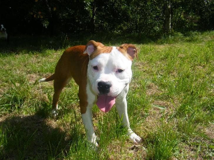 Amerikansk staffordshire terrier Tatar's Incy billede 16