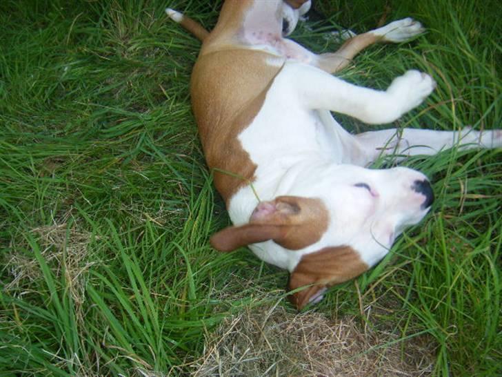 Amerikansk staffordshire terrier Tatar's Incy billede 17