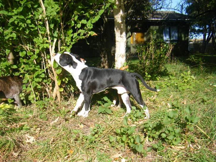 Amerikansk staffordshire terrier Black Storm Long Step RIP billede 18