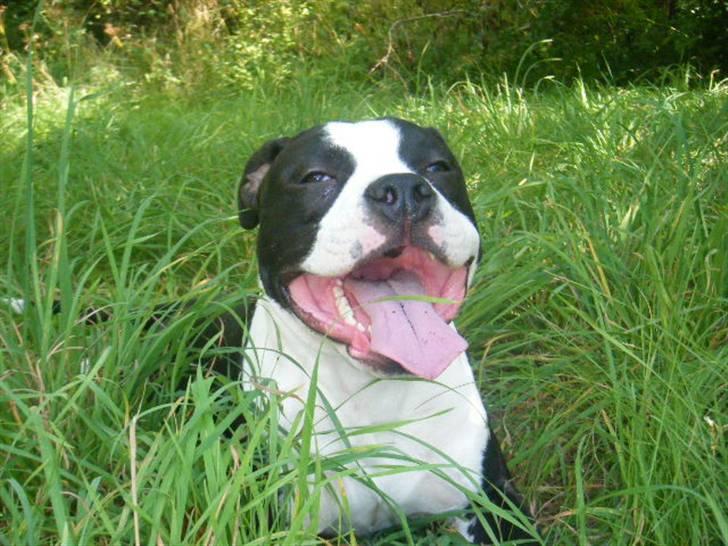 Amerikansk staffordshire terrier Black Storm Long Step RIP billede 19