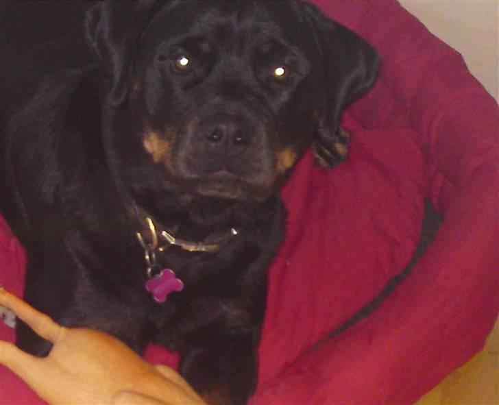 Rottweiler Dafni billede 1