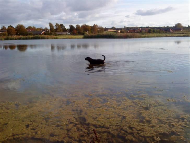 Rottweiler Dafni billede 5