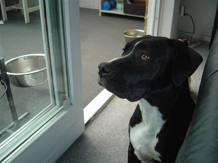 Amerikansk staffordshire terrier Ghost R.I.P billede 7