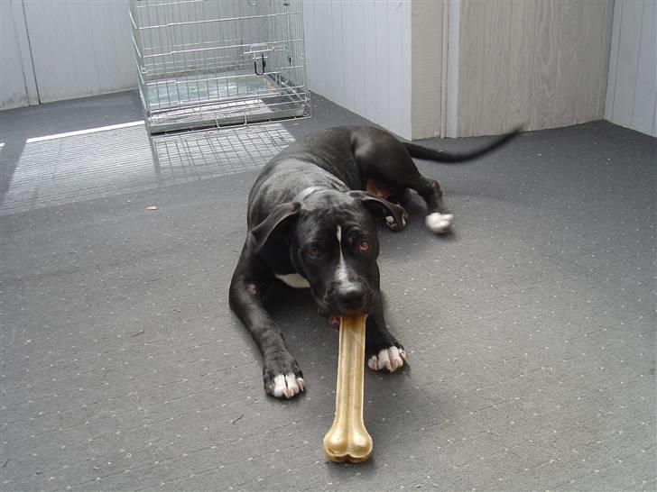 Amerikansk staffordshire terrier Ghost R.I.P billede 8