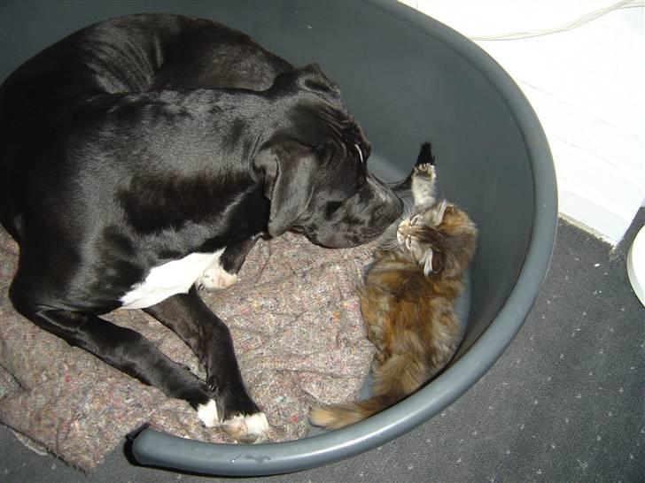 Amerikansk staffordshire terrier Ghost R.I.P billede 9