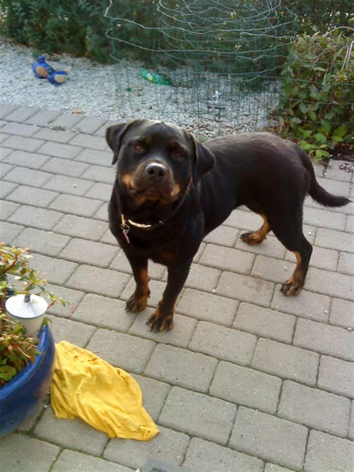 Rottweiler Dafni billede 8