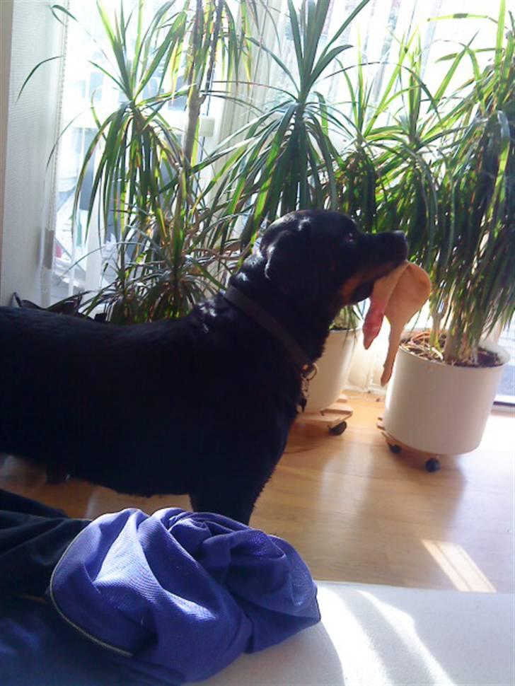 Rottweiler Dafni billede 10