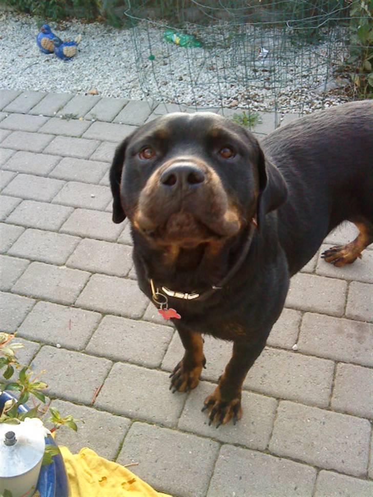 Rottweiler Dafni billede 13