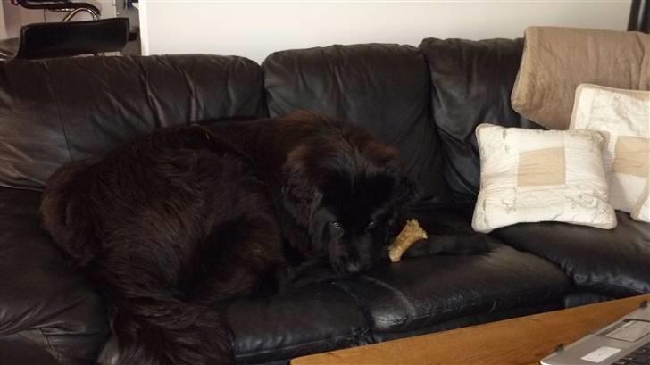 Newfoundlænder Carla  - Fræk som en slagter hund  billede 1