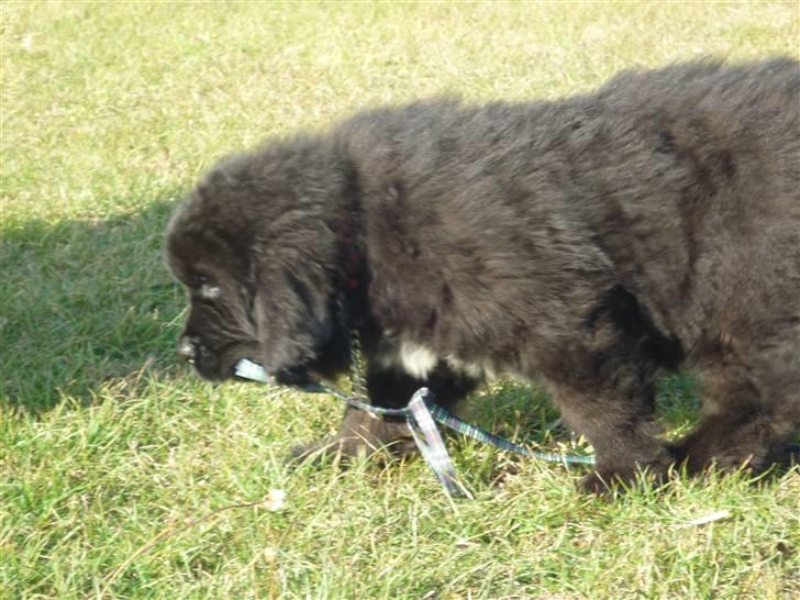 Newfoundlænder Carla  billede 2