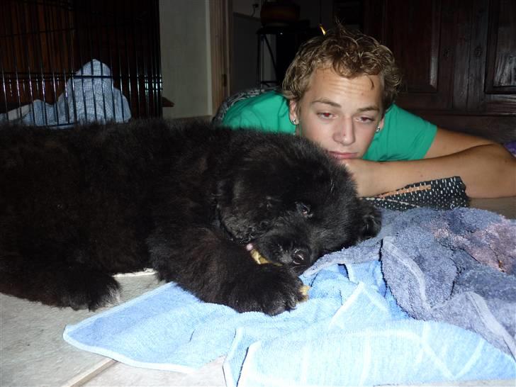 Newfoundlænder Carla  billede 3