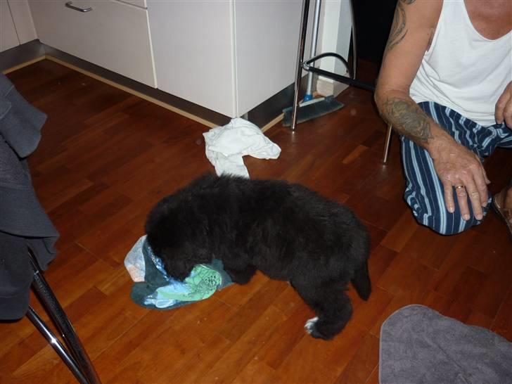 Newfoundlænder Carla  billede 4