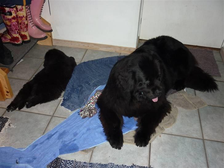 Newfoundlænder Carla  billede 5