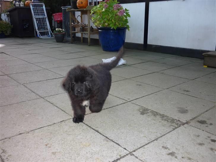 Newfoundlænder Carla  billede 6