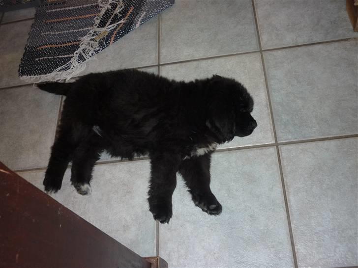 Newfoundlænder Carla  billede 7