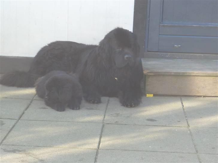 Newfoundlænder Carla  billede 8
