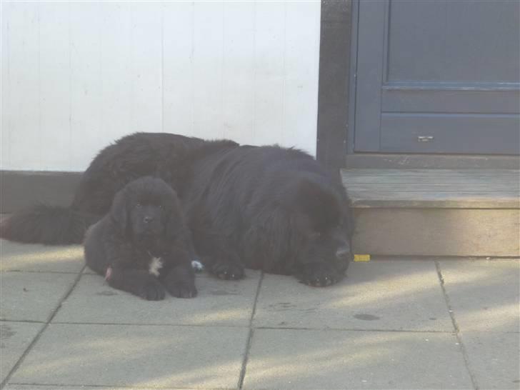 Newfoundlænder Carla  billede 9