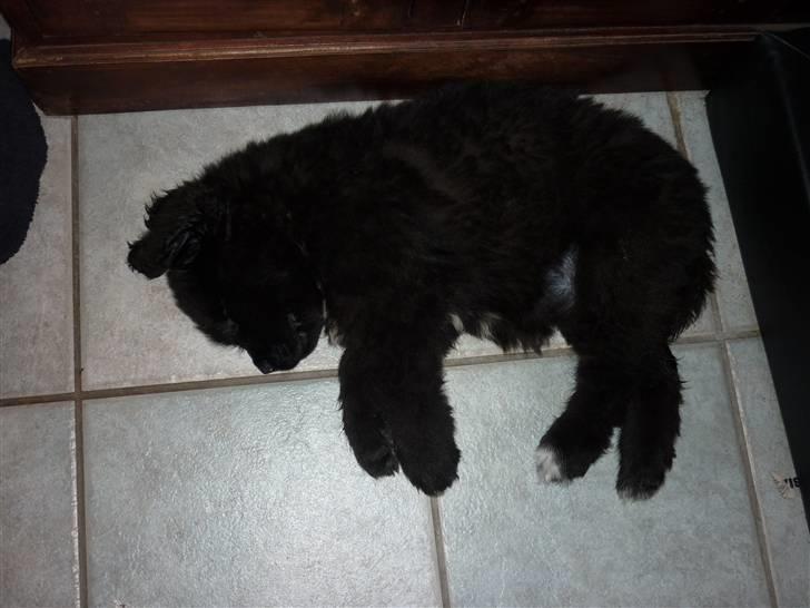 Newfoundlænder Carla  billede 10