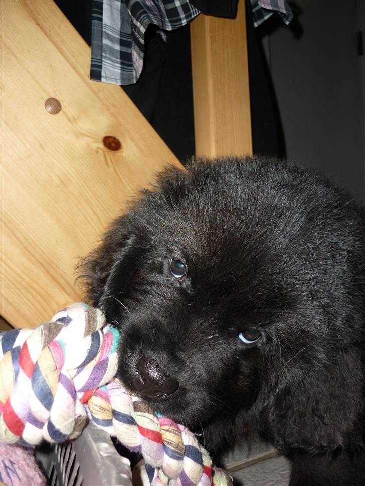 Newfoundlænder Carla  billede 11