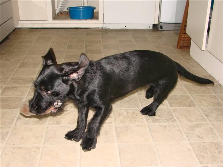 Blanding af racer  ægte gravlab Maja :0) billede 9