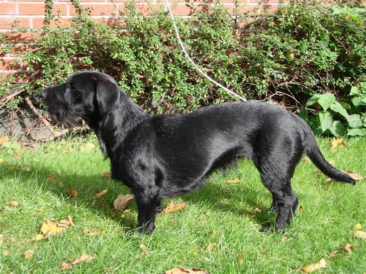 Blanding af racer  ægte gravlab Maja :0) billede 10