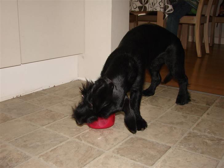 Blanding af racer  ægte gravlab Maja :0) billede 11