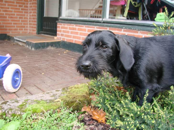 Blanding af racer  ægte gravlab Maja :0) billede 12