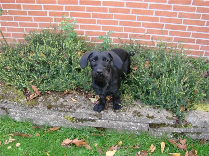 Blanding af racer  ægte gravlab Maja :0) billede 13