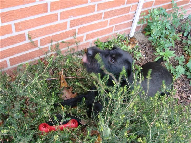 Blanding af racer  ægte gravlab Maja :0) billede 14