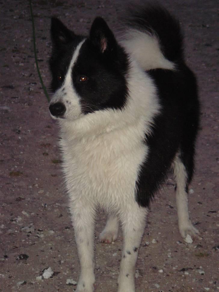 Karelsk bjørnehund Gizmo billede 1